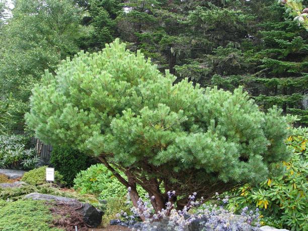 Picea Sylvestris Glauca Nana North American Rock Garden Society